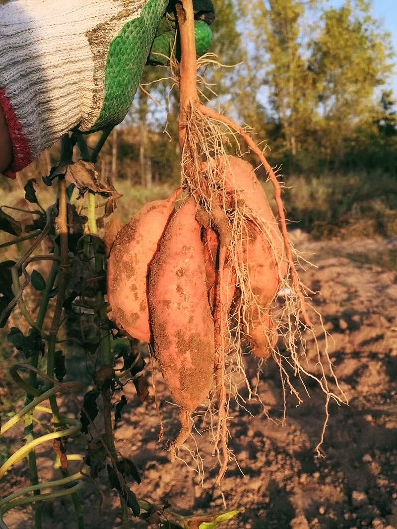 消费端呈现“品质化”趋势