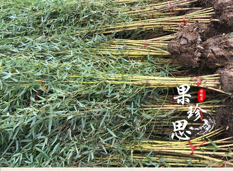 商店每天的游戏内营业时间为上午十点至晚上九点