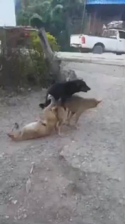 国足客场惨败喀麦隆 拜合拉木造牌引发争议